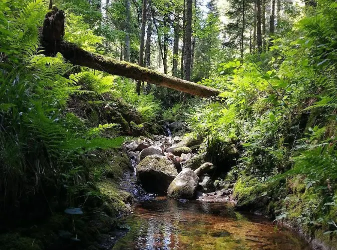 Le Petit Loft Vosgien 아파트 *